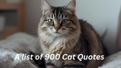 Cat Quotes