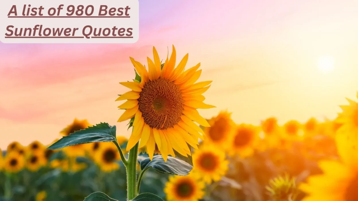 Sunflower Quotes