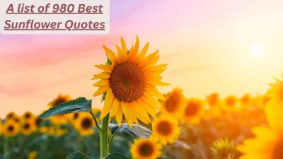 Sunflower Quotes